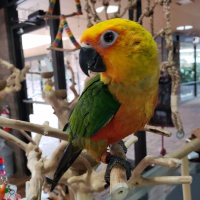 Buy Jenday Conure Parrots Online