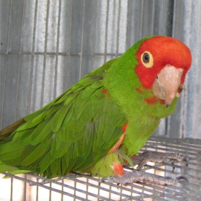 Buy Cherry Headed Conure Parrot Online