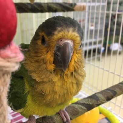 Buy Brown Throated Conure Parrot Online