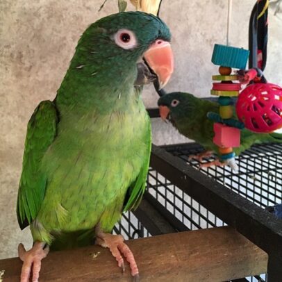 Blue Crowned Conure Parrot For Sale