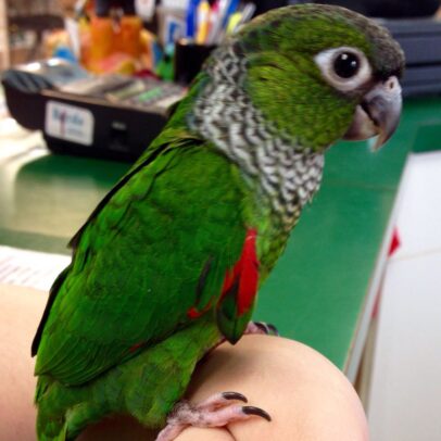 Black Capped Conure Parrot For Sale