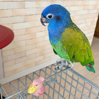 Blue Headed Pionus Parrot For Sale