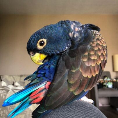 Bronze Winged Pionus Parrot For Sale