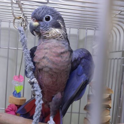 Dusky Pionus Parrots For Sale Online