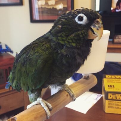Buy Maximilian’s Pionus Parrot Online