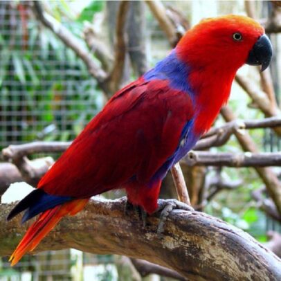 Solomon Island Eclectus Parrot For Sale