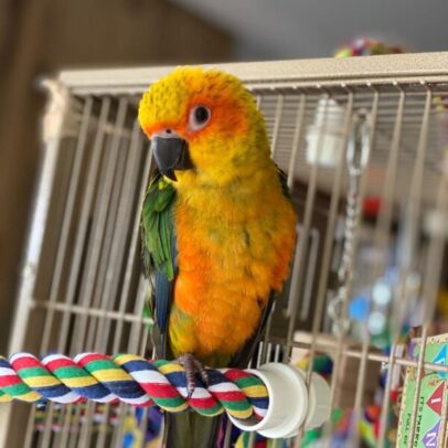 Buy Golden Conure Parrots Online