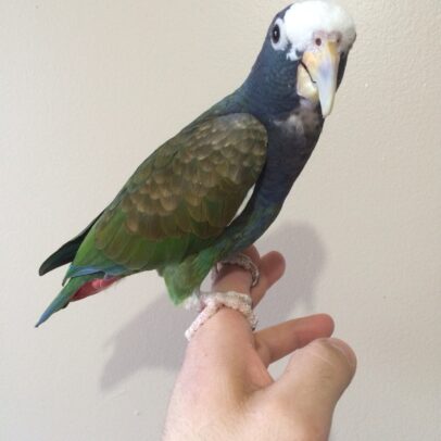 Buy White Capped Pionus Parrot Online
