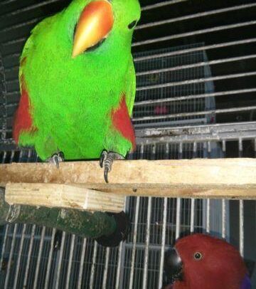 Buy Vosmaer’s Eclectus Parrot Online