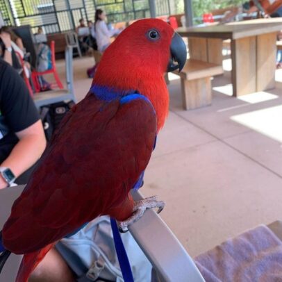 Buy Red Sided Eclectus Parrot Online