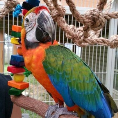 Catalina Macaw Parrots For Sale
