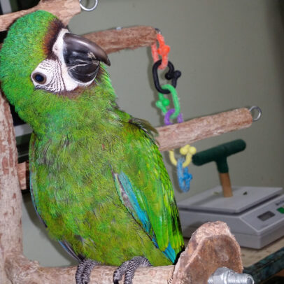 Buy Severe Macaw Parrot Online