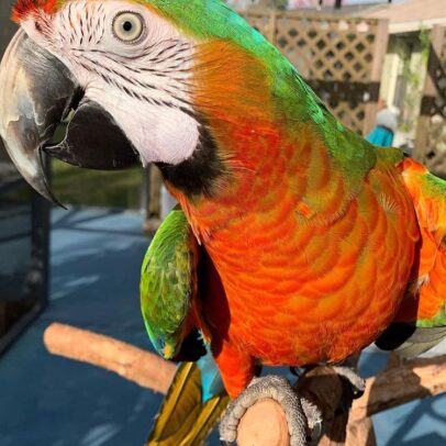 Buy Harlequin Macaw Parrot Online