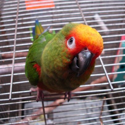Gold Capped Conure Parrot For Sale