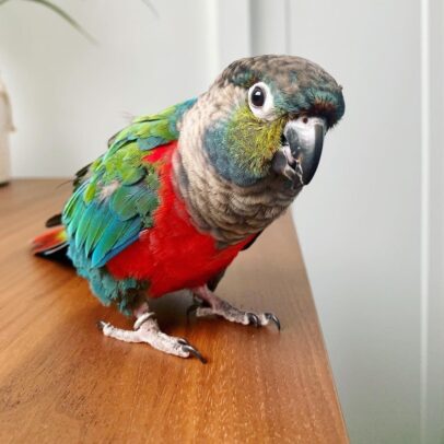 Crimson Bellied Conure Parrot For Sale