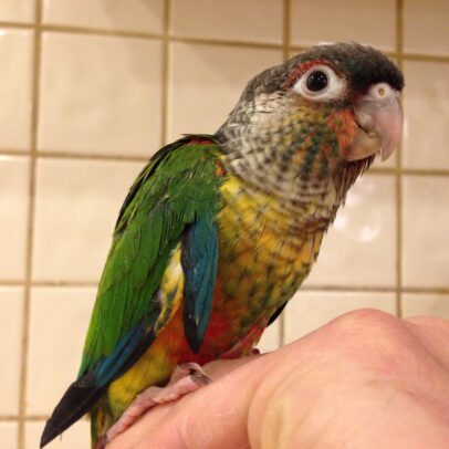 Green Cheek Conure Parrot For Sale