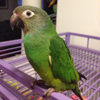 Dusky Headed Conure Parrot For Sale