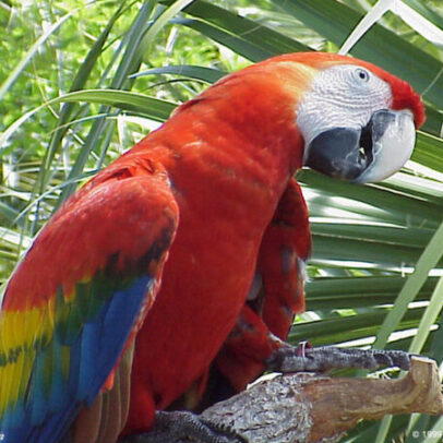 Scarlet Macaw Parrot For Sale