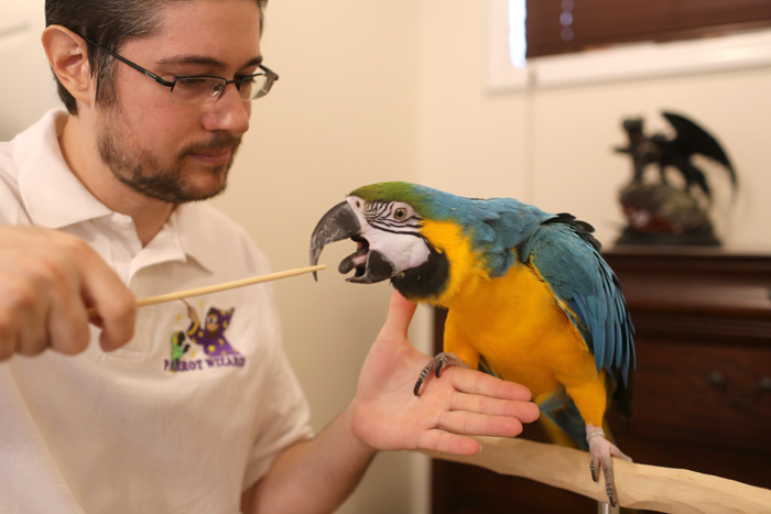 The Science of Parrot Communication: Understanding Their Vocalizations and Body Language