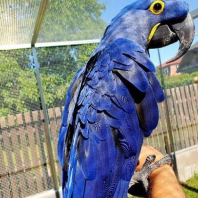 Hyacinth Macaw Parrot For Sale