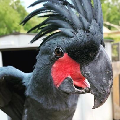 Black Palm Cockatoo Parrot For sale