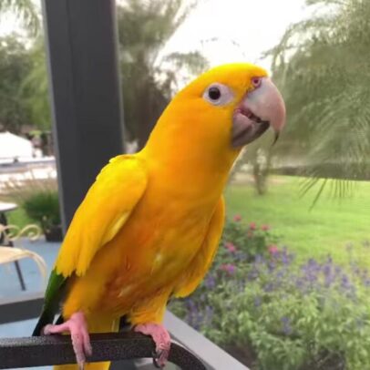 Buy Golden Conure-Queen of Bavaria Parrot