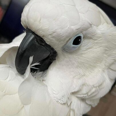 Caparrotua Cockatoo Parrot For Sale