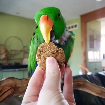 Red Sided Eclectus Parrots For Sale