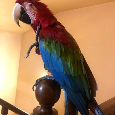 Green Wing Macaw Parrot For Sale