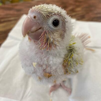 Baby Conure Parrot For Sale