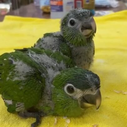 Baby Hahns Macaw Parrot For Sale