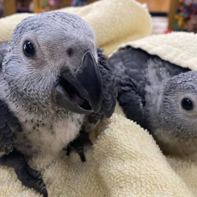 Buy Baby African Grey Parrots