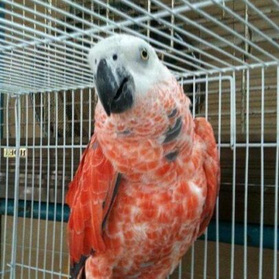 Buy Red Factor African Grey Parrots Online