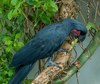 Buy Black Palm Cockatoo Parrots Online