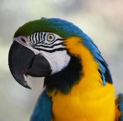 Buy Blue & Gold Macaw Parrots Online