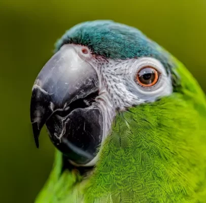 Buy Hahn’s Macaw Parrot Online