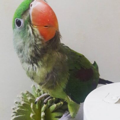 Alexandrine Parakeet Parrot for Sale