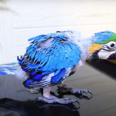 Baby Blue & Gold Macaw Parrots For Sale