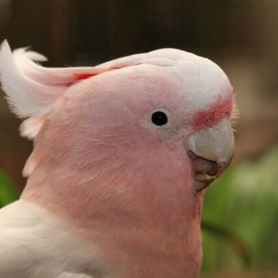 Major Mitchell’s Cockatoo Parrot For Sale