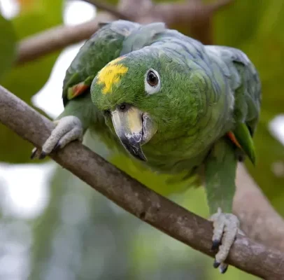 Buy Mealy Amazon Parrot Online