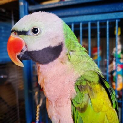 Buy Moustache Parakeet Parrot Online