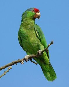Mexican Red Headed Amazon Parrot For Sale