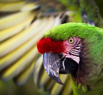 Buy Military Macaw Parrot Online