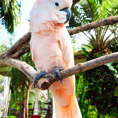 Buy Moluccan Cockatoo Parrot Online