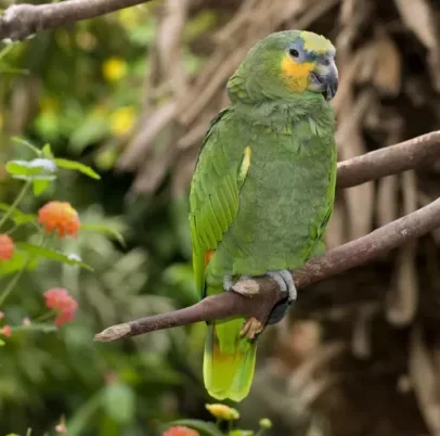 Buy Orange Winged Amazon Parrot Online