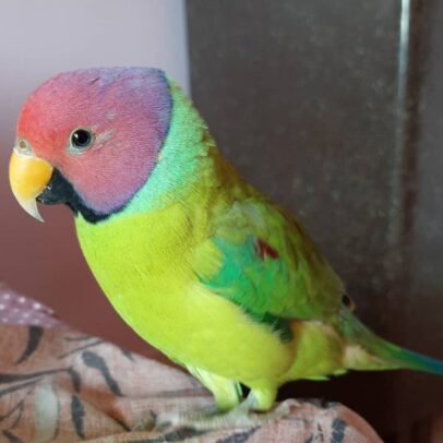 Buy Plum Headed Parakeet Parrot Online