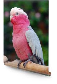 Buy Rose Breasted Cockatoo Parrot Online