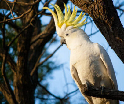 Sulphur Crested Cockatoo Parrot For Sale