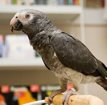 Buy Timneh African Grey Parrot Online