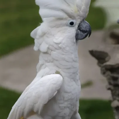 Buy Umbrella Cockatoo Parrot Online